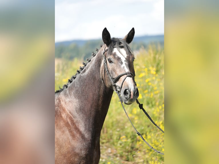 Cheval de selle allemand Hongre 5 Ans 172 cm Peut devenir gris in Neuenrade