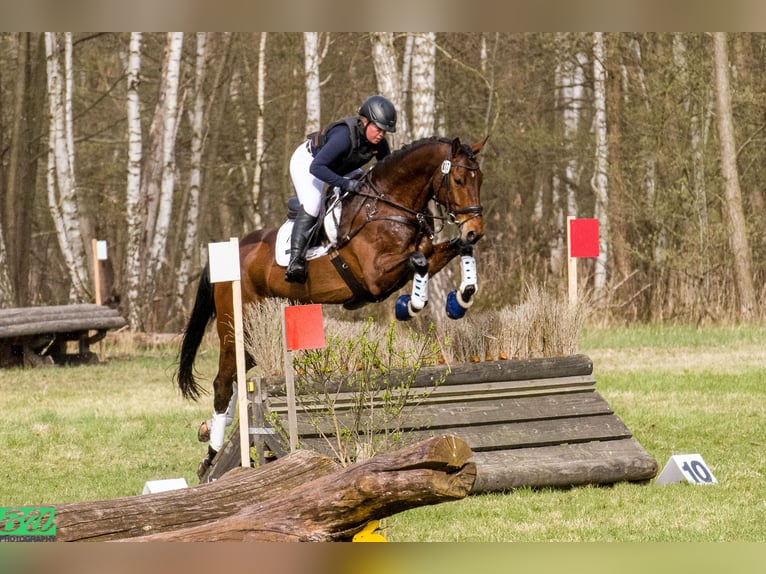 Cheval de selle allemand Hongre 5 Ans 173 cm Bai in Nei&#xDF;eaue