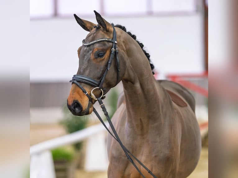 Cheval de selle allemand Hongre 5 Ans Bai in Münster-Handorf