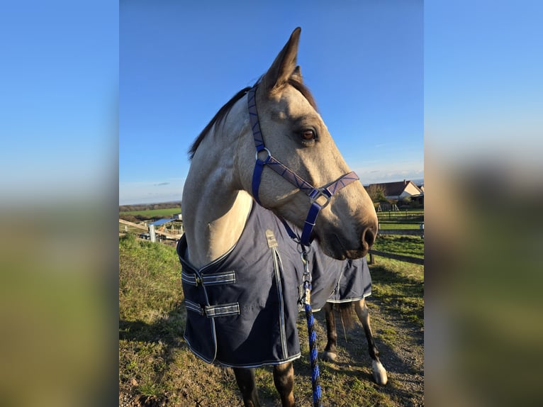 Cheval de selle allemand Hongre 6 Ans 155 cm Buckskin in Saarbr&#xFC;cken