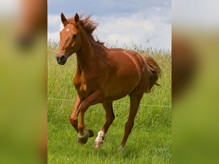 Cheval de selle allemand Hongre 6 Ans 160 cm Alezan in Altkirchen