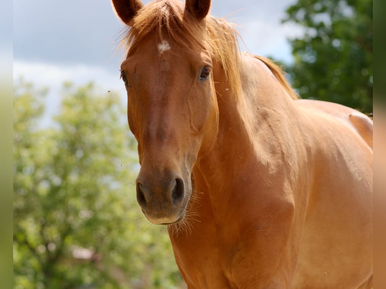 Cheval de selle allemand Hongre 6 Ans 160 cm Alezan in Altkirchen