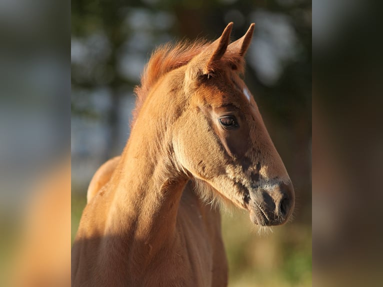 Cheval de selle allemand Hongre 6 Ans 160 cm Alezan in Altkirchen