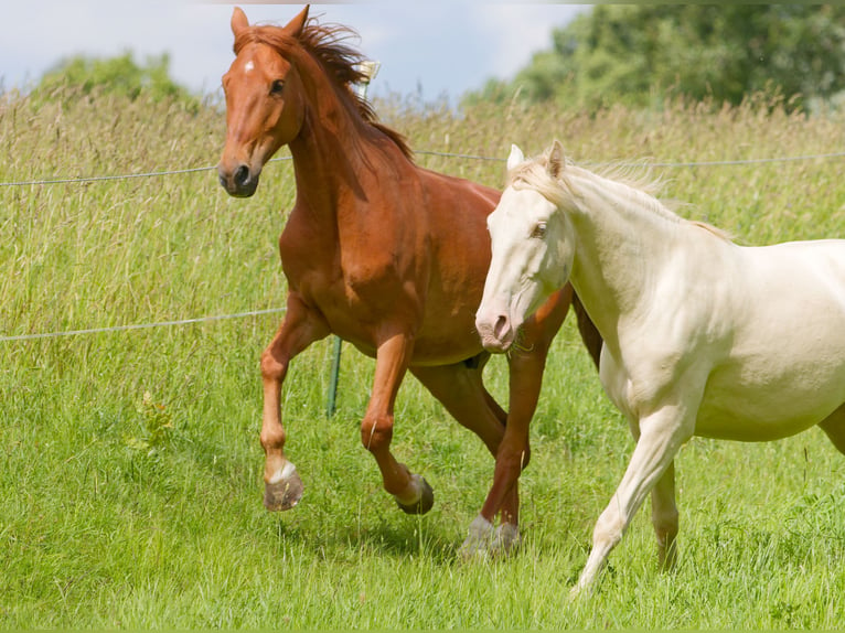 Cheval de selle allemand Hongre 6 Ans 160 cm Alezan in Altkirchen