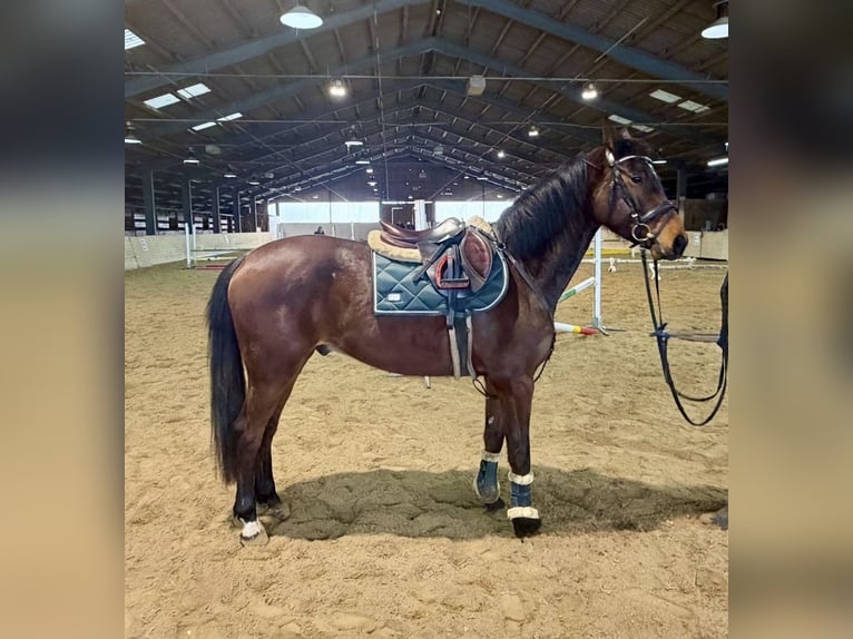 Cheval de selle allemand Hongre 6 Ans 160 cm Bai in Pelmberg