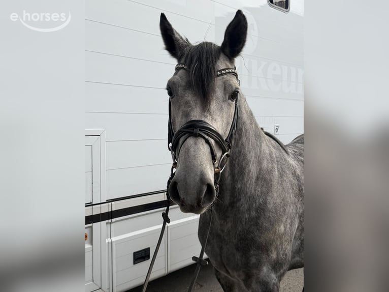 Cheval de selle allemand Hongre 6 Ans 160 cm Gris pommelé in Ratingen