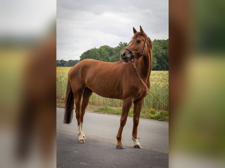 Cheval de selle allemand Hongre 6 Ans 162 cm Alezan in Olfen