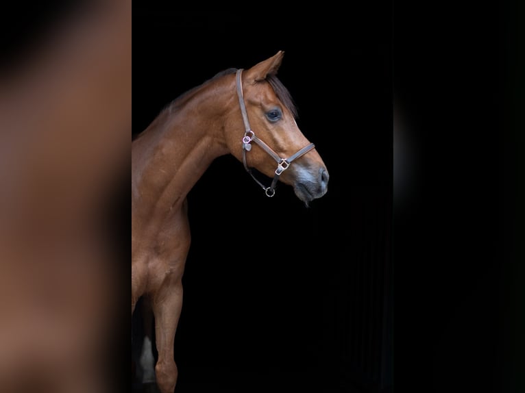 Cheval de selle allemand Hongre 6 Ans 162 cm Alezan in Olfen