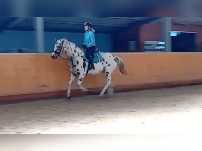 Cheval de selle allemand Croisé Hongre 6 Ans 162 cm Léopard in Philippsburg