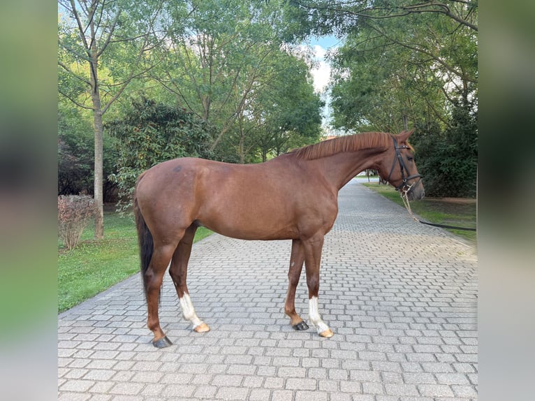 Cheval de selle allemand Hongre 6 Ans 163 cm Alezan brûlé in Burgenland