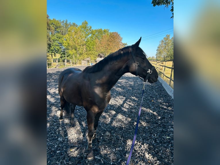 Cheval de selle allemand Hongre 6 Ans 165 cm Noir in Münchberg Cheval de selle allemand Hongre 6 Ans 165 cm Noir in Münchberg