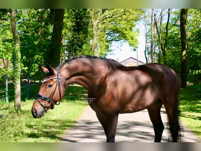 Cheval de selle allemand Hongre 6 Ans 168 cm Bai in Recke, bei Osnabrück