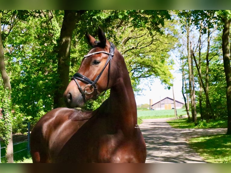 Cheval de selle allemand Hongre 6 Ans 168 cm Bai in Recke, bei Osnabrück