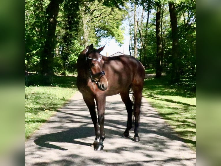 Cheval de selle allemand Hongre 6 Ans 168 cm Bai in Recke, bei Osnabrück