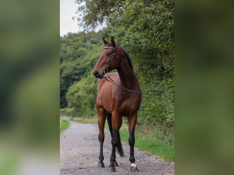 Cheval de selle allemand Hongre 6 Ans 168 cm Bai in Schweinfurt