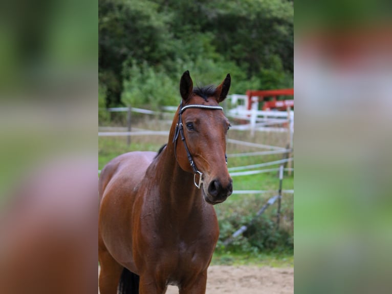 Cheval de selle allemand Hongre 6 Ans 168 cm Bai in Schweinfurt