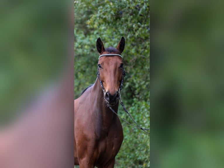 Cheval de selle allemand Hongre 6 Ans 168 cm Bai in Schweinfurt