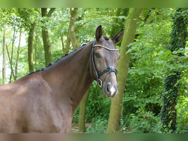 Cheval de selle allemand Hongre 6 Ans 170 cm Noir in Recke, bei Osnabrück