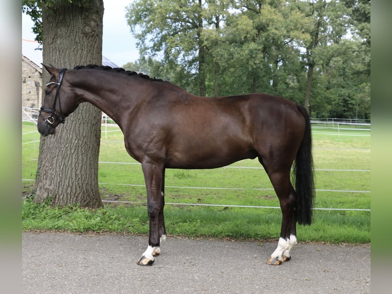 Cheval de selle allemand Hongre 6 Ans 170 cm Noir in Recke, bei Osnabrück