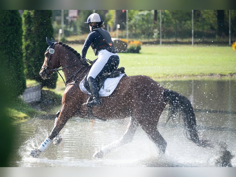 Cheval de selle allemand Hongre 6 Ans 173 cm Bai in Neißeaue