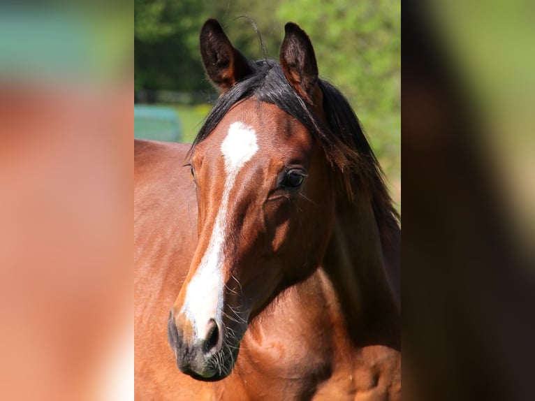 Cheval de selle allemand Croisé Hongre 6 Ans 175 cm Bai in Bad Schussenried