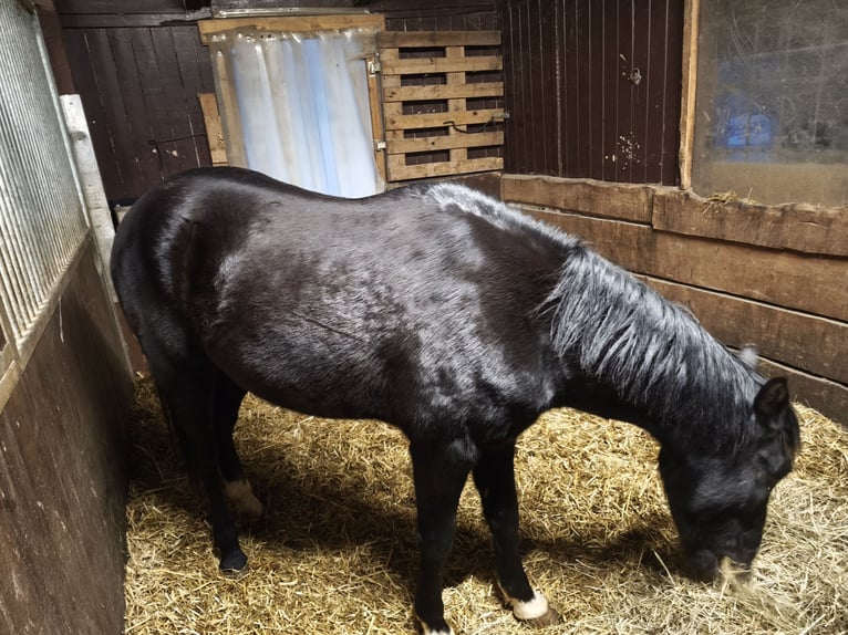 Cheval de selle allemand Hongre 7 Ans 152 cm Noir in Limbach oberfrohna