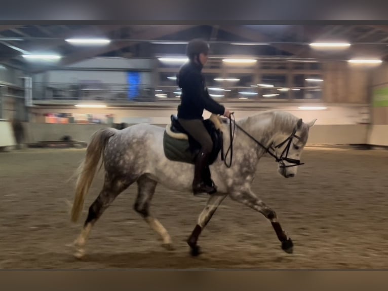 Cheval de selle allemand Hongre 7 Ans 158 cm Gris in Mettlach