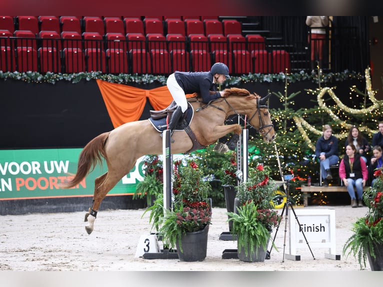 Cheval de selle allemand Hongre 7 Ans 165 cm Alezan in Wierden