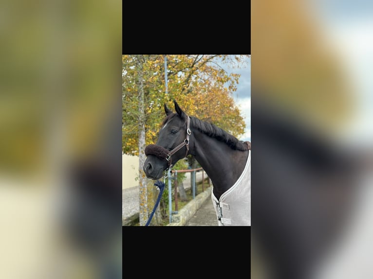 Cheval de selle allemand Hongre 7 Ans 165 cm Bai brun foncé in Ebreichsdorf