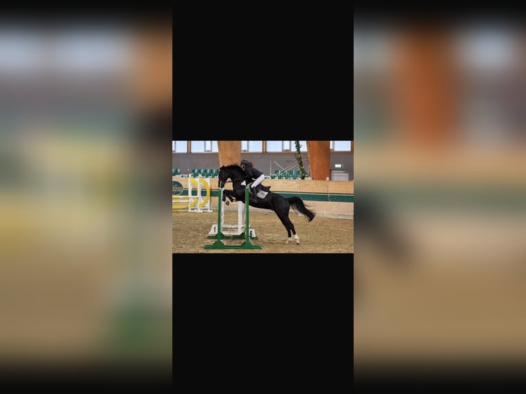 Cheval de selle allemand Hongre 7 Ans 165 cm Bai brun foncé in Ebreichsdorf