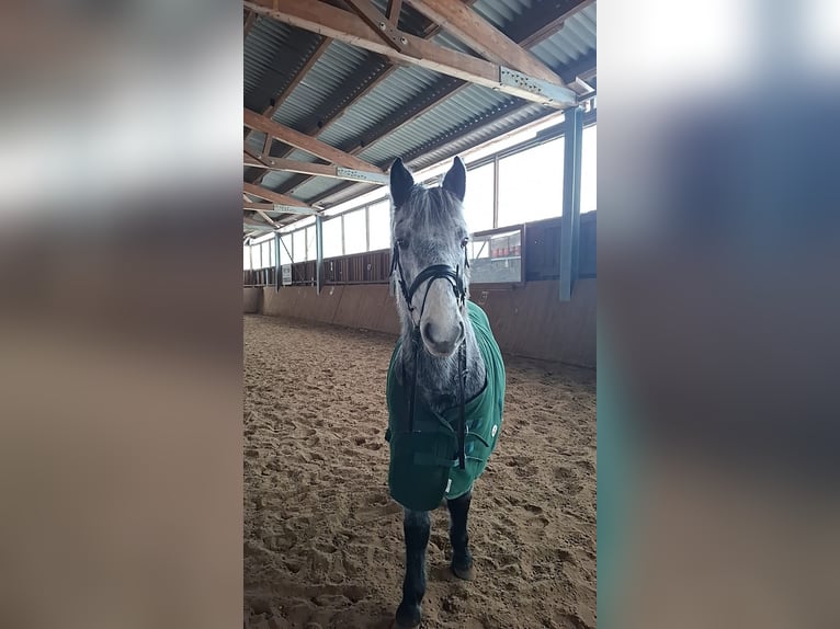 Cheval de selle allemand Croisé Hongre 7 Ans 165 cm Gris pommelé in Glaubitz