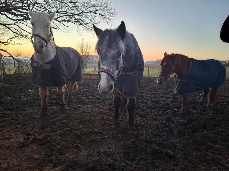Cheval de selle allemand Croisé Hongre 7 Ans 165 cm Gris pommelé in Glaubitz