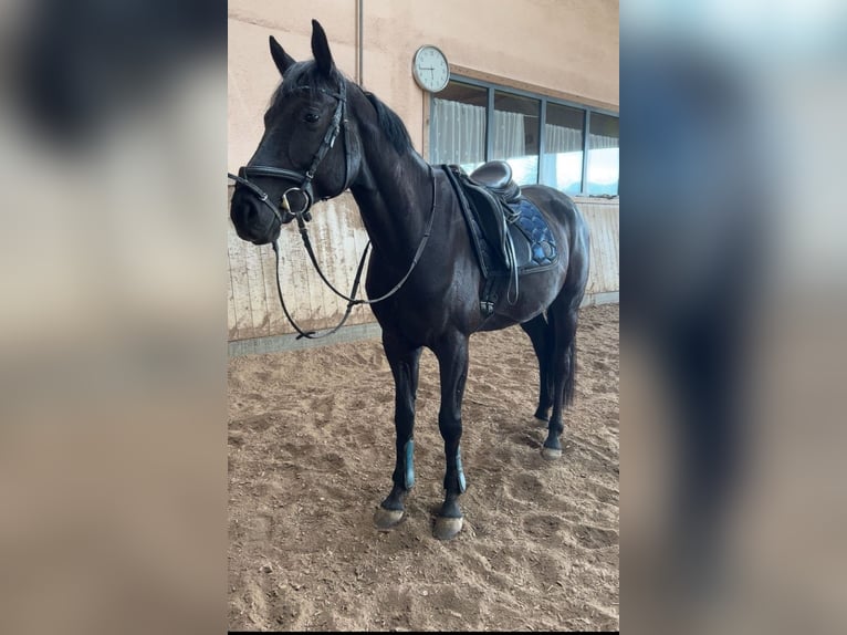 Cheval de selle allemand Hongre 7 Ans 165 cm Noir in Münchberg