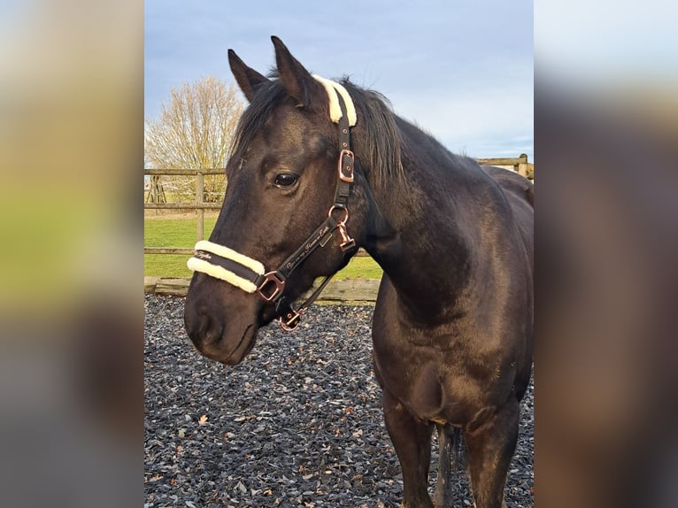 Cheval de selle allemand Hongre 7 Ans 165 cm Noir in Münchberg
