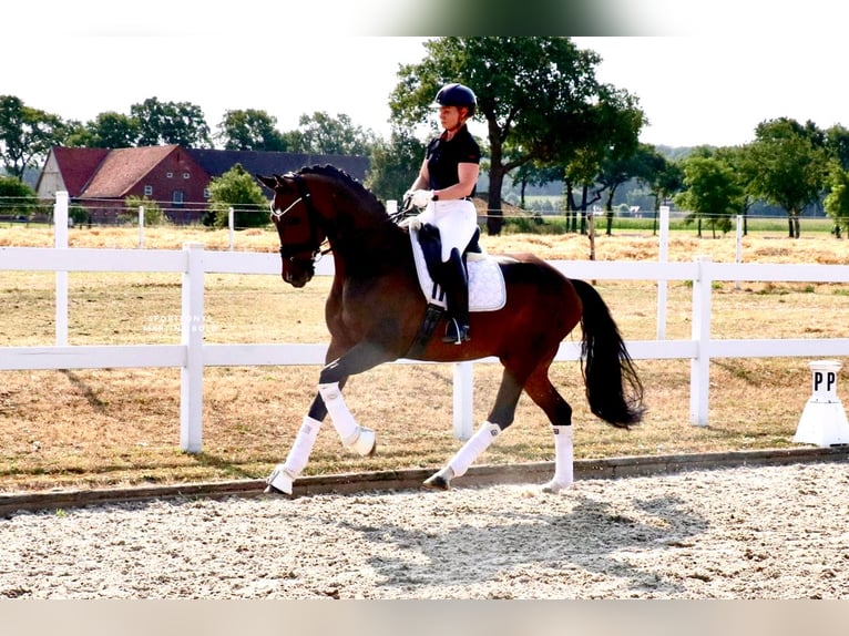 Cheval de selle allemand Hongre 7 Ans 171 cm Bai in Recke, bei Osnabrück