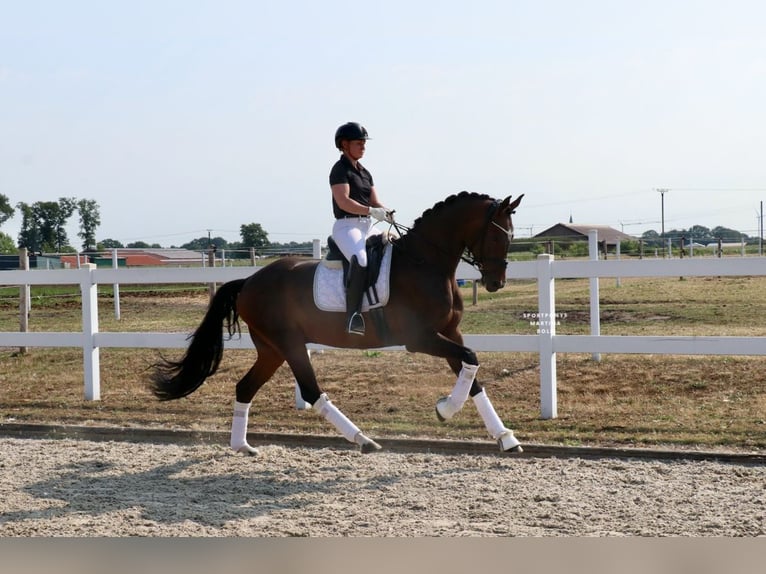 Cheval de selle allemand Hongre 7 Ans 171 cm Bai in Recke, bei Osnabrück