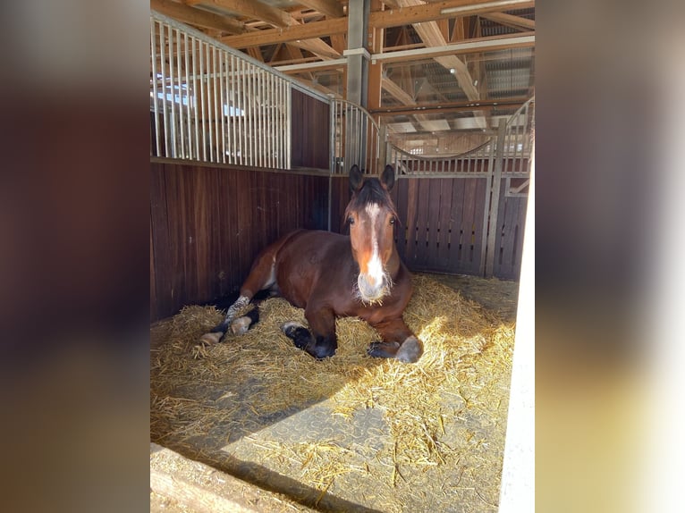 Cheval de selle allemand Croisé Hongre 7 Ans 175 cm in Bad Schussenried