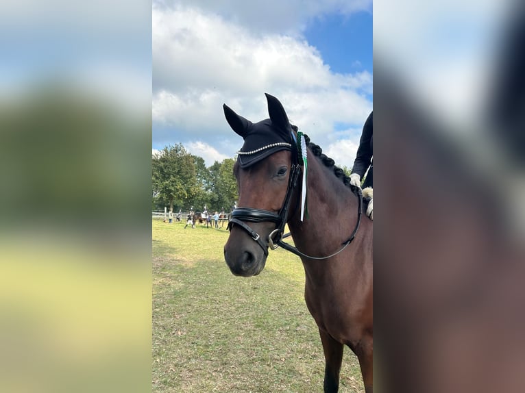 Cheval de selle allemand Hongre 8 Ans 146 cm Bai in Haltern am See