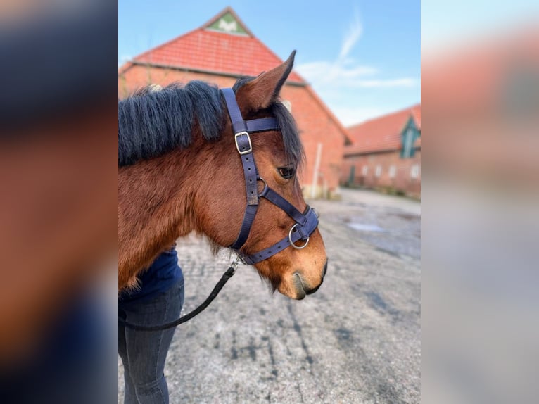 Cheval de selle allemand Hongre 8 Ans 155 cm Alezan in Harpstedt