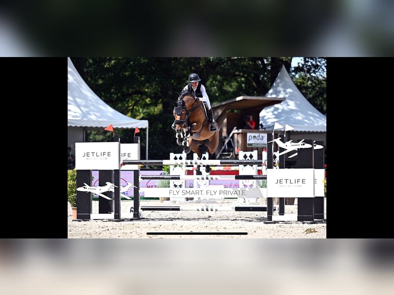 Cheval de selle allemand Hongre 8 Ans 164 cm Bai in Lastrup