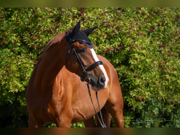 Cheval de selle allemand Hongre 8 Ans 168 cm Alezan in Trebur