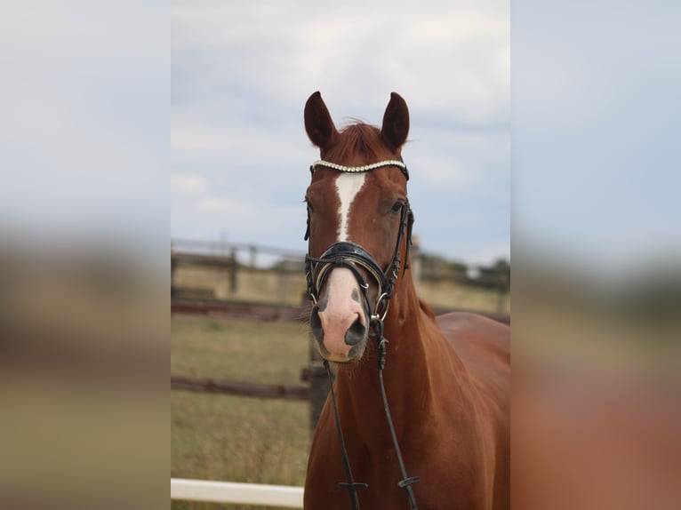 Cheval de selle allemand Hongre 8 Ans 170 cm Alezan in Essen