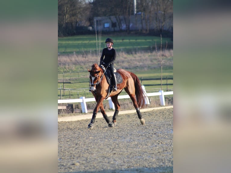 Cheval de selle allemand Hongre 8 Ans 170 cm Alezan in Essen