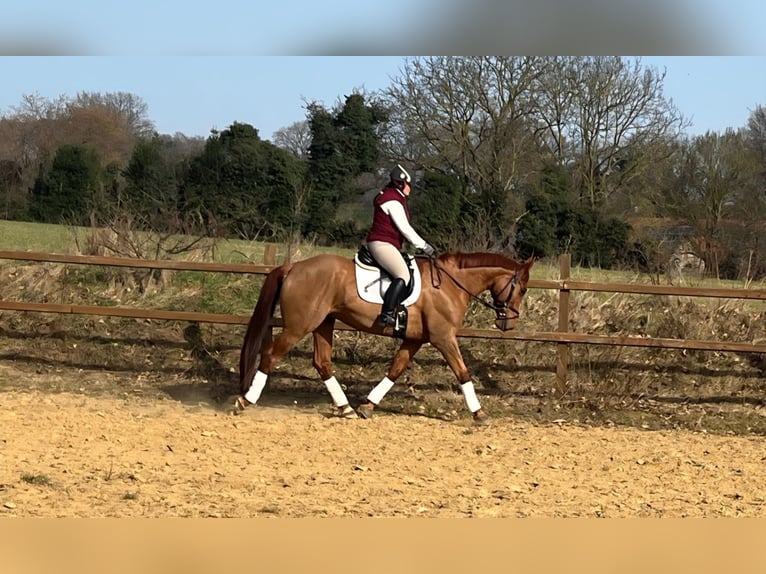 Cheval de selle allemand Croisé Hongre 8 Ans 170 cm Alezan in Eyendorf