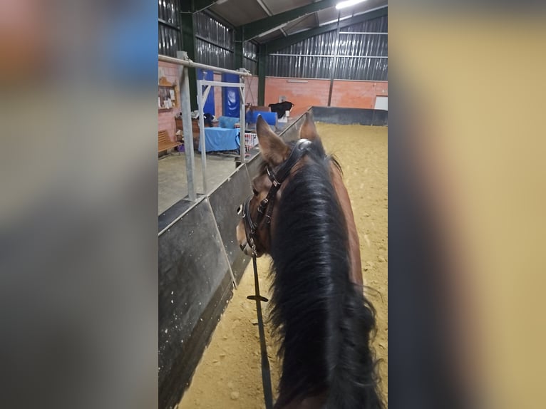 Cheval de selle allemand Hongre 8 Ans 172 cm Bai in Metelen