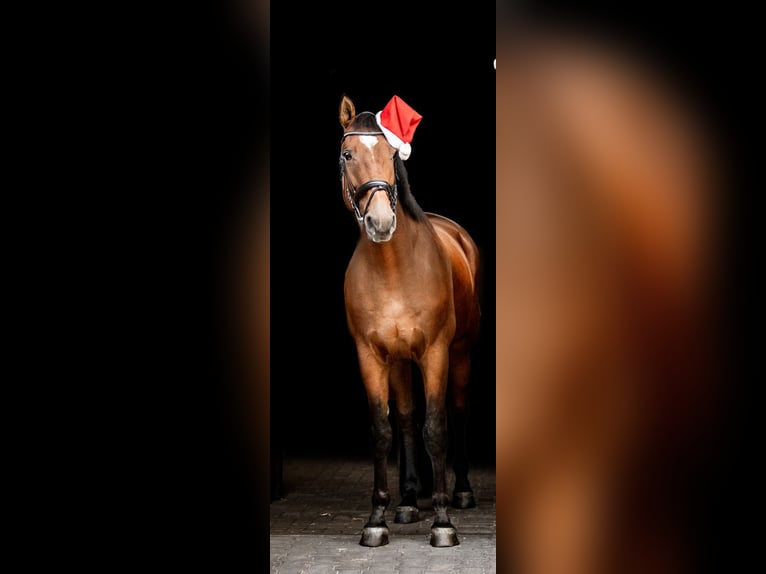 Cheval de selle allemand Hongre 8 Ans 172 cm Bai in Metelen