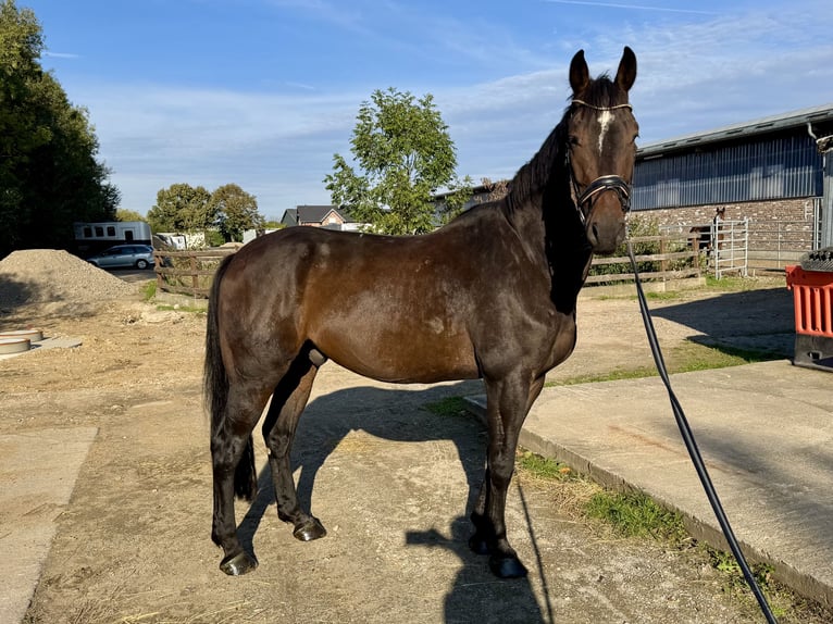 Cheval de selle allemand Hongre 8 Ans 176 cm Bai brun in Grevenbroich