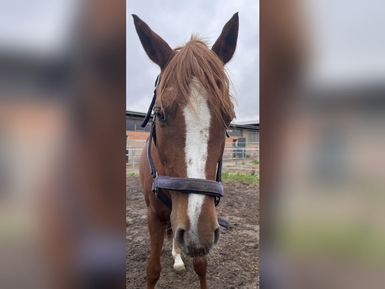 Cheval de selle allemand Hongre 9 Ans 145 cm Alezan in Schkeuditz