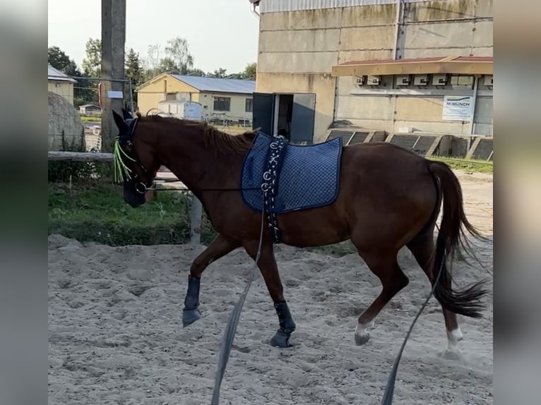 Cheval de selle allemand Hongre 9 Ans 145 cm Alezan in Schkeuditz