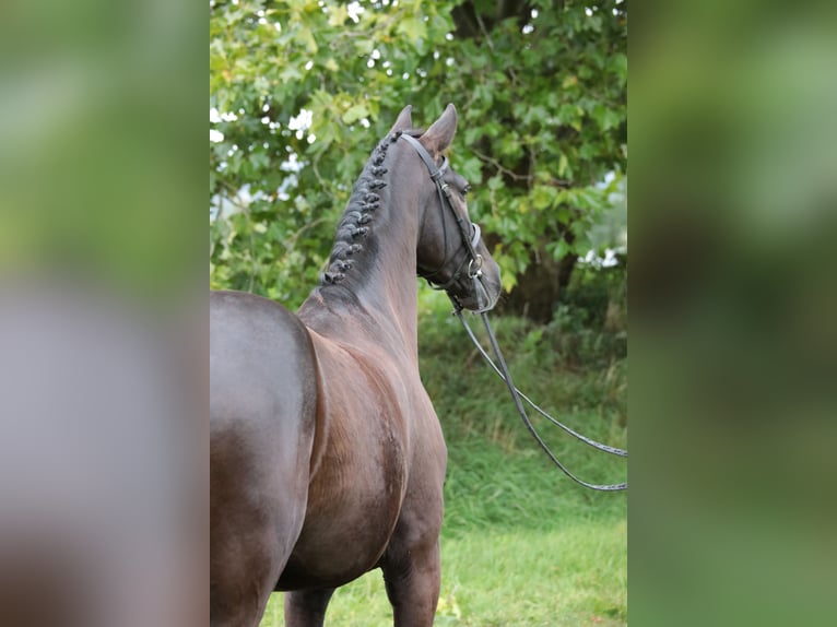 Cheval de selle allemand Hongre 9 Ans 169 cm Bai brun in Neuenrade